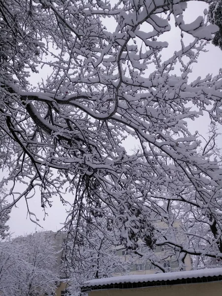 Calles cubiertas de nieve y árboles por la tarde — Foto de Stock