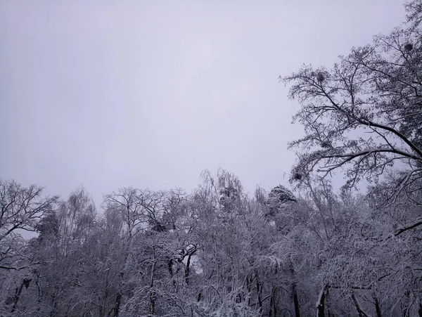 Schneebedeckte Straßen und Bäume am Nachmittag — Stockfoto