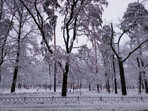 Rues et arbres enneigés dans l'après-midi — Photo