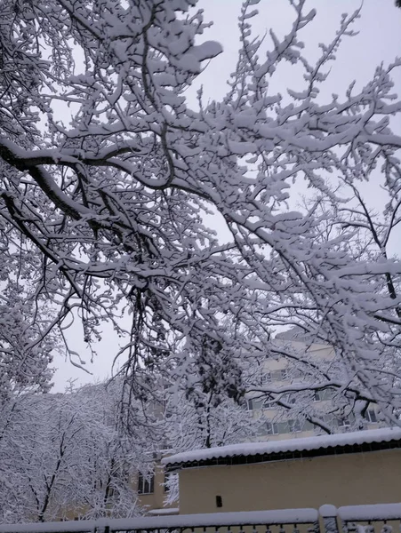 Snötäckta gator och träd på eftermiddagen — Stockfoto