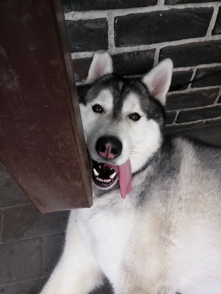 Ein Husky Hund Mit Ausgestreckter Zunge — Stockfoto