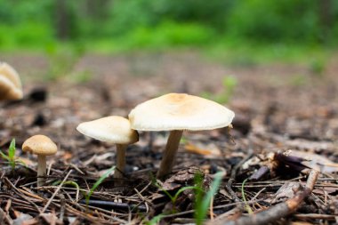 Mantarlar ormanda topraktan yetişir.