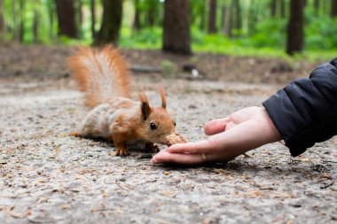 Sincap elinden fındık alır.