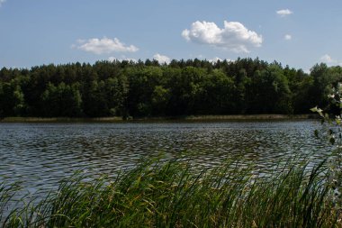 Ormanda açık gökyüzü olan büyük bir göl.