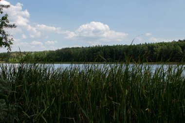 Açık gökyüzü ve yapraklarla ormandaki büyük göl