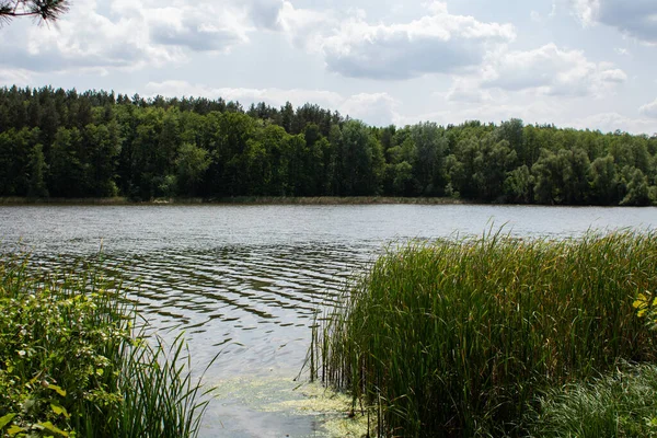 Velké Jezero Lese Jasnou Oblohou Listy — Stock fotografie