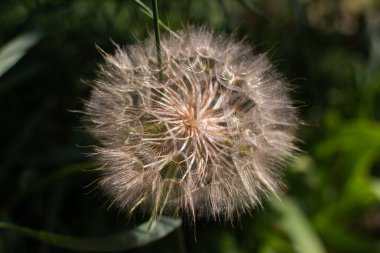 Büyük karahindiba yazın çimlerin üzerinde.