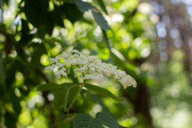 Ormanda yetişen bir mürver çiçeği.