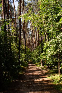 Çam ormanında kirli bir patika.