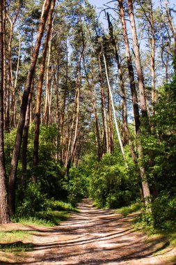 Çam ormanında kirli bir patika.