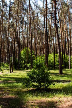 Çam ormanında küçük bir ağaç yetişiyor.