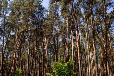Çam ormanında kirli bir patika.