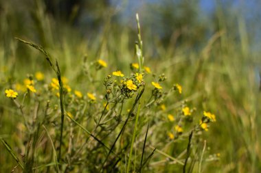 Çimenlerde sarı bir düğün çiçeği yetişiyor.