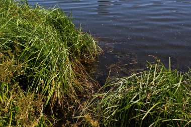 sık otlar ve ağaç yapraklarıyla gölcükler