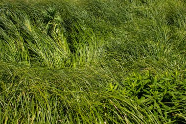 Yaz ormanında uzun yeşil bir çimen