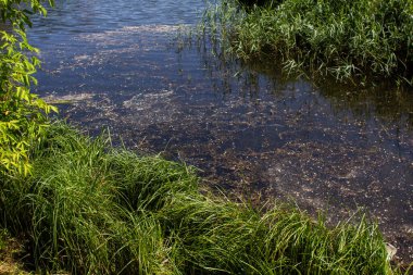 sık otlar ve ağaç yapraklarıyla gölcükler