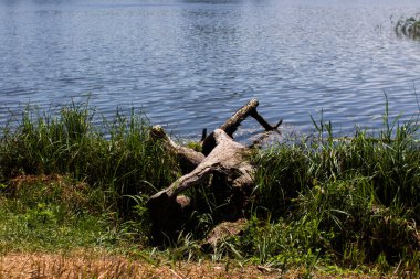 Ormandaki gölde büyük bir kütük.
