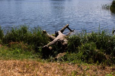 Ormandaki gölde büyük bir kütük.