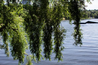 sık otlar ve ağaç yapraklarıyla gölcükler