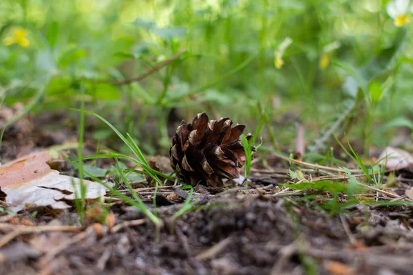 Een Dennenappel Het Bos — Stockfoto