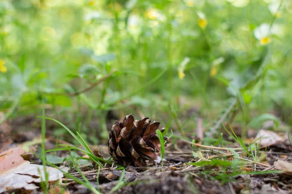 Een Dennenappel Het Bos — Stockfoto