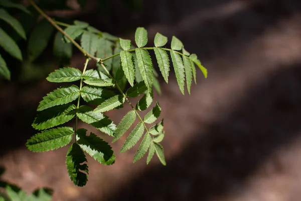 Зеленые Листья Растут Лесу Ветке — стоковое фото