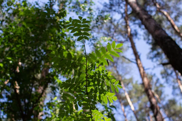 Зеленые Листья Растут Лесу Ветке — стоковое фото