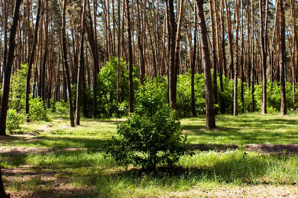 Pequeño Árbol Crece Bosque Pinos — Foto de Stock