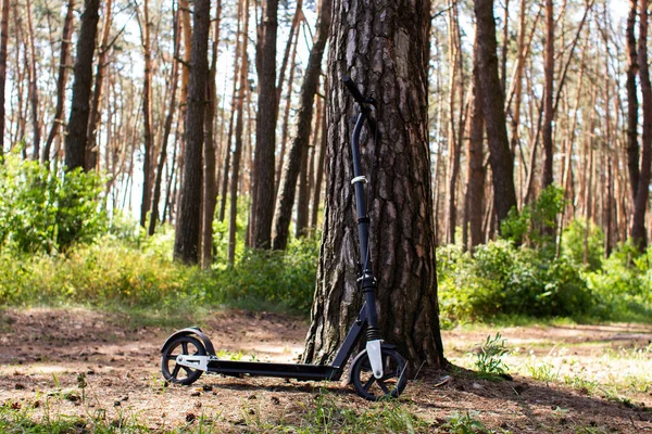 Scooter Adulte Dans Une Pinède — Photo