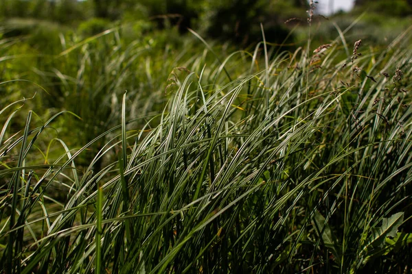 夏の森の背の高い緑の草 — ストック写真