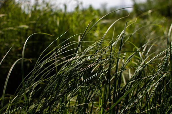 夏の森の背の高い緑の草 — ストック写真