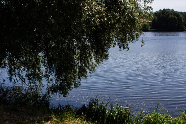 Jezero Hustou Trávou Listím Stromů — Stock fotografie