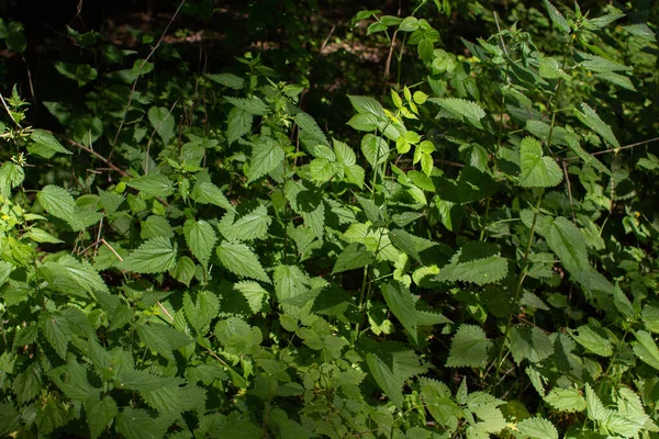 Nettle grows in the forest in summer — Stock Image Nettle Grows Forest Summer Stock Picture