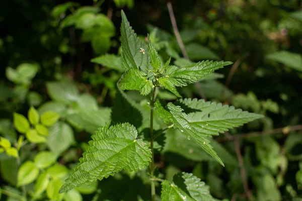Nettle grows in the forest in summer — Stock Image Nettle Grows Forest Summer Stock Image