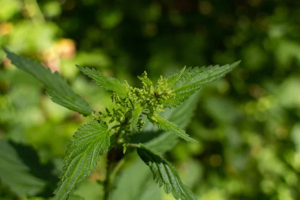 Nettle grows in the forest in summer — Stock Image Nettle Grows Forest Summer Stock Photo
