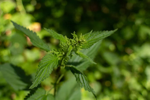Nettle grows in the forest in summer — Stock Image Nettle Grows Forest Summer Royalty Free Stock Images