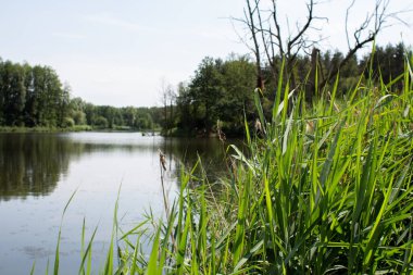 Yeşil ormanda büyük bir göl.