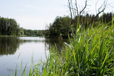 Yeşil ormanda büyük bir göl.