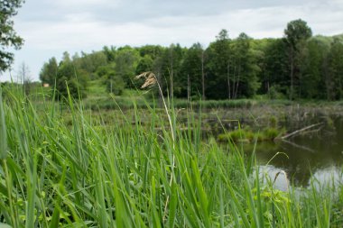 Yeşil ormanda büyük bir göl.