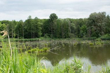 Yeşil ormanda büyük bir göl.