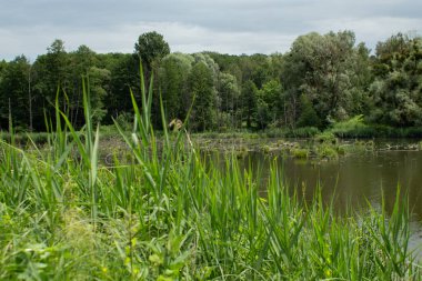 Yeşil ormanda büyük bir göl.