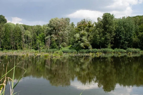 Velké Jezero Zeleném Lese — Stock fotografie