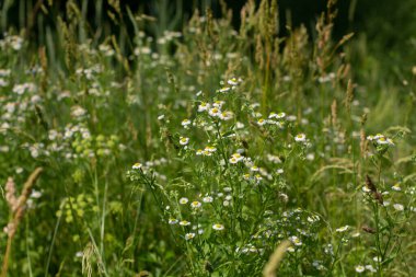 Çayırdaki çimlerin arasında papatyalar