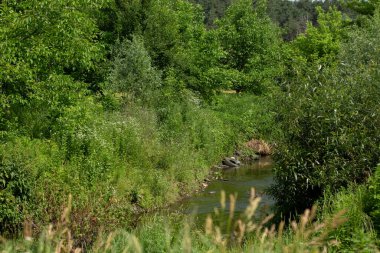 Ormanda ağaçların arasında küçük bir nehir.