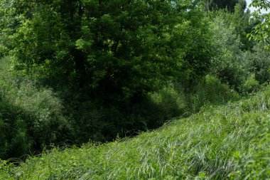 Yazın güneşte yeşil ağaçlar ve çalılar