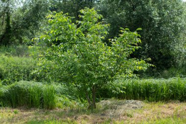 Yazın güneşte yeşil ağaçlar ve çalılar