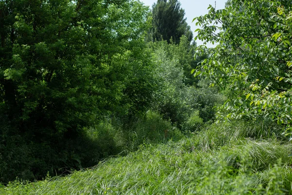 여름의 아래푸른 나무와 관목들 — 스톡 사진