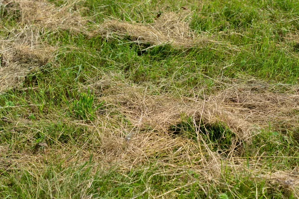 庭で草を刈ると — ストック写真