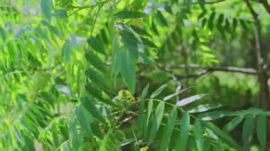 Bahçedeki ağaçlardaki güzel yeşil yapraklar
