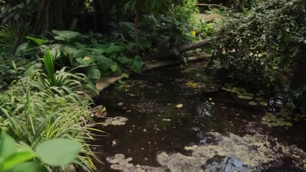 Hermosas Hojas Verdes Jardín Botánico — Vídeos de Stock